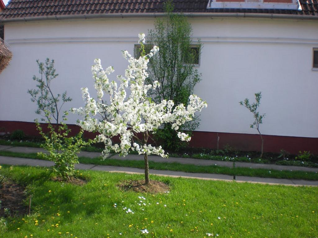 Pensión Hajdu Lovasudvar